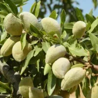 نهال بادام دو ساله سه ساله داش بادام