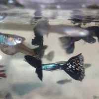 ماهی گوپی مولد نژاد اصلاحی تایگر و بلک|ماهی|مشهد, بهارستان|دیوار