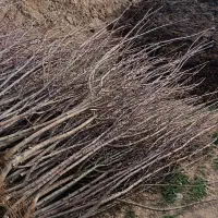 نهال سیب زرد و قرمز