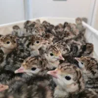 جوجه یکروزه و سی روزه بوقلمون|حیوانات مزرعه|ورامین, ورامین|دیوار