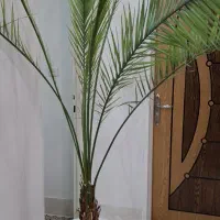 نخل گل طبیعی آپارتمانی