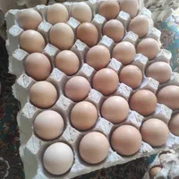 تخم مرغ بومی گلپا|خوردنی و آشامیدنی|اصفهان, احمدآباد|دیوار