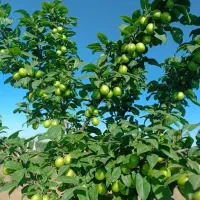 باغ ویلا سلطنتی