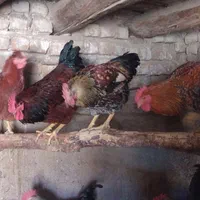 خروس بومی ارگانیک|حیوانات مزرعه|دلیجان, |دیوار