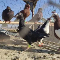 دسته کفتر نوبازی و صید