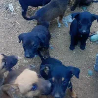 چهار عدد توله ماده