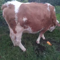 سمینتال اصیل|حیوانات مزرعه|رشت, پل تالشان|دیوار