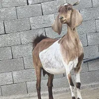 3عدد بز پاکستانی|حیوانات مزرعه|چغادک, |دیوار