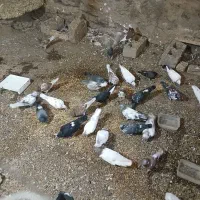 کبوتر|پرنده|کوثر, |دیوار