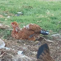 مرغ و خروس جوجه تخم مرغ گلین|حیوانات مزرعه|کردکوی, |دیوار