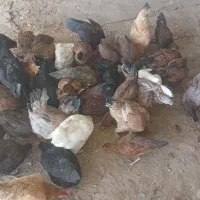 ۱۴دانه مرغ تخم گذار