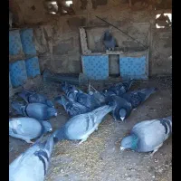 کبوتر پلاکی مسافتی