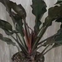 گل گلدون بزرگ قد 150