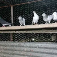 سلام کفتر بهبهانی و شهری|پرنده|شیراز, کوشک بیدک|دیوار