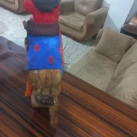 مجسمه چوپی|مجسمه، تندیس، ماکت|رشت, جانبازان|دیوار