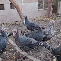 بوقلمون خانگی|حیوانات مزرعه|مشهد, امیرآباد|دیوار