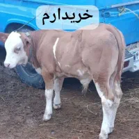 خریدار . گاو گوساله