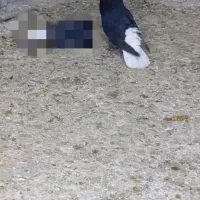 دمسفید اشعل