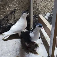 یجفت کفتر افغانی|پرنده|پاکدشت, پاکدشت (مامازند)|دیوار