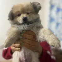 توله پامر معاوضه|سگ|رباط‌کریم, رباط‌کریم|دیوار