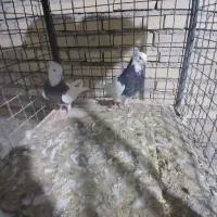 ۶ عدد کبوتر طوقی سرحال|پرنده|لردگان, |دیوار