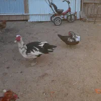 یک جفت اردک اسرائیلی نرو ماده