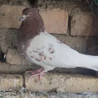 نر کله ای قاب بلند|پرنده|پیر بکران, |دیوار