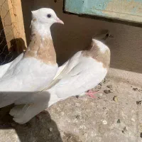 کبوتر طوقی|پرنده|کاشمر, |دیوار