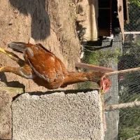 خروس لاری