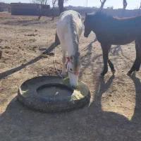 اسب سفید|اسب و تجهیزات اسبسواری|سلیمان, |دیوار