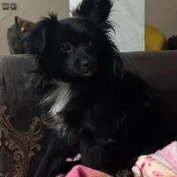 سگ پامر اشپیتز