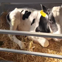 فروش مستقیم گوساله قطع شیر و شیرخوار هولشتاین|حیوانات مزرعه|خرمدره, |دیوار