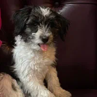 سگ شیتزو|سگ|تهران, افسریه جنوبی|دیوار