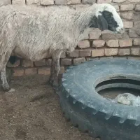 میش زایده و آبستن...