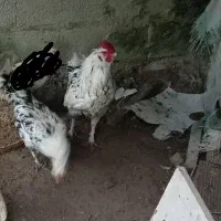 مرغ و خروس گلین