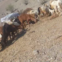 تعداد زیادی بز سالم|حیوانات مزرعه|توکهور, |دیوار