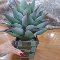 گلدان گل خارجی