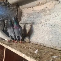 جفت پاکستانی ضمانتی