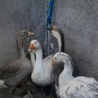 ۴عدد قو غاز به فروش میرسد
