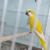 چهار جفت راهب مولد