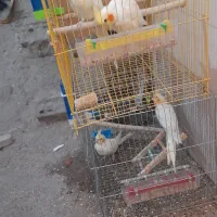 دوجفت عروس هلندی