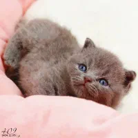 گربه اسکاتیش بریتیش