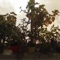 18گلدون|گل و گیاه طبیعی|چناران, |دیوار