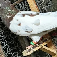 کبوتر  رنگه