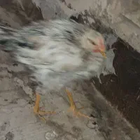 مرغ و خروس|حیوانات مزرعه|کهریزک, |دیوار