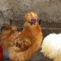 مرغ وخروس ابریشم وبرهما