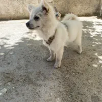واگذاری سگ پامر روباهی