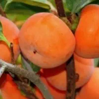 درخت خرمالو  مهندس ذبیحی