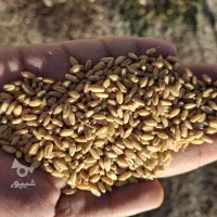 بذرگندم کوهدشت