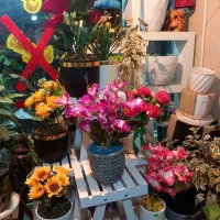 گل گیاه آپارتمانئ|گل و گیاه طبیعی|ورامین, ورامین|دیوار